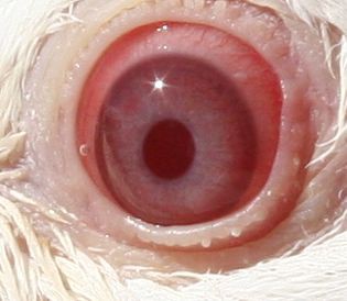 albino_eye.jpg